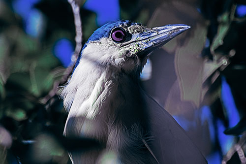 Dirty Faced Black Crowned Night Heron (Blue Tint)