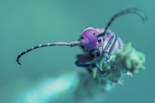Dirty Milkweed Beetle Climbs Plant Top (Blue Tint)