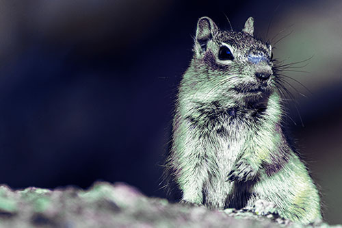 Dirty Nosed Squirrel Atop Rock (Blue Tint Photo)