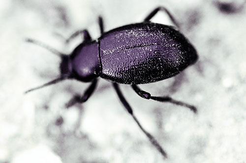 Dirty Shelled Beetle Among Dirt (Blue Tint Photo)
