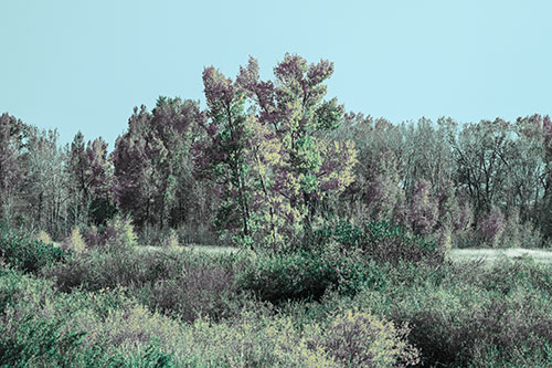 Distant Autumn Trees Changing Color Among Horizon (Blue Tint Photo)