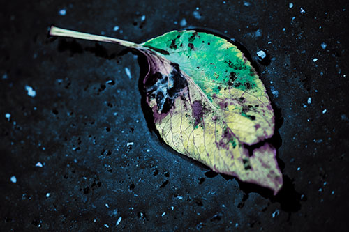 Distressed Rotting Leaf Face Among Wet Pavement (Blue Tint)