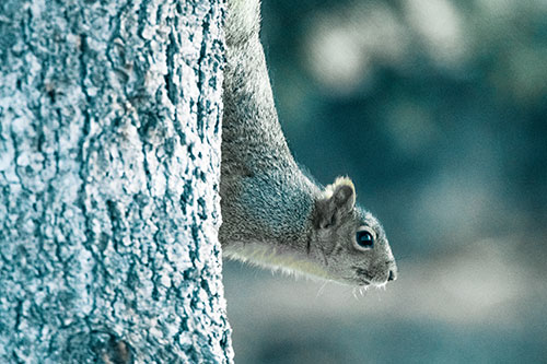 Downward Squirrel Yoga Tree Trunk (Blue Tint Photo)