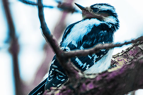 Downy Woodpecker Twists Head Backwards Atop Branch (Blue Tint Photo)
