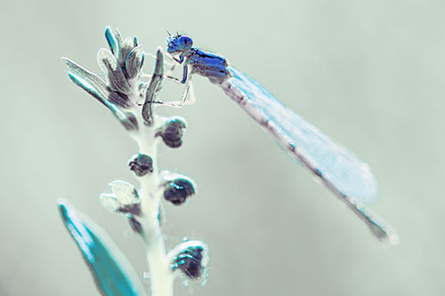 Dragonfly Clings Ahold Plant Top (Blue Tint Photo)