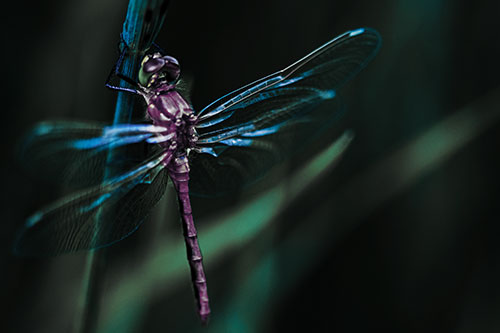 Dragonfly Grabs Ahold Grass Blade (Blue Tint Photo)