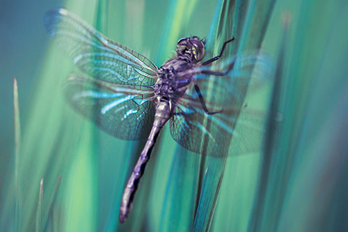 Dragonfly Grabs Grass Blade Batch (Blue Tint Photo)