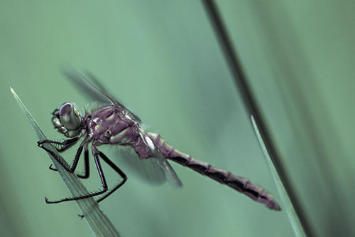 Dragonfly Perched Atop Sloping Grass Blade (Blue Tint Photo)