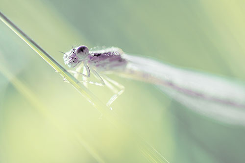 Dragonfly Rides Grass Blade Among Sunlight (Blue Tint Photo)