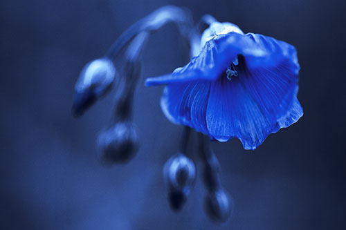 Droopy Flax Flower During Rainstorm (Blue Tint Photo)