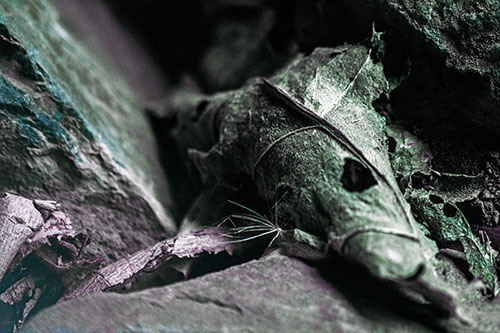 Dry Frowning Leaf Face Resting Between Rocks (Blue Tint)