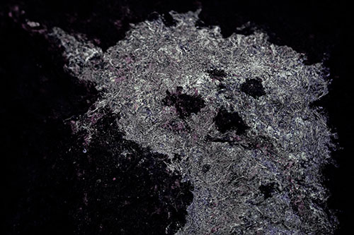 Dry Smirking Moss Face Among Damp Rock Surface (Blue Tint)