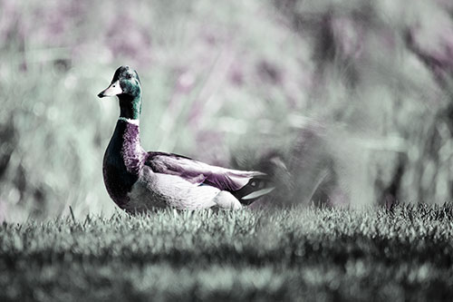 Duck On The Grassy Horizon (Blue Tint Photo)