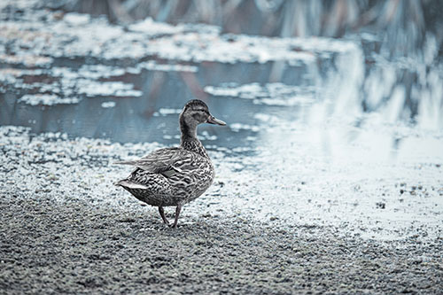 Duck Walking Through Algae For A Lake Swim (Blue Tint Photo)