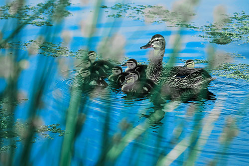 Ducklings Surround Mother Mallard (Blue Tint Photo)
