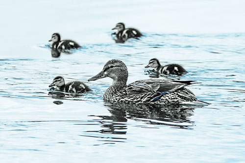 Ducklings Swim Along Mother Mallard Duck (Blue Tint Photo)