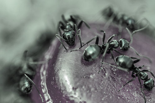 Excited Carpenter Ants Feasting Among Sugary Food Source (Blue Tint Photo)