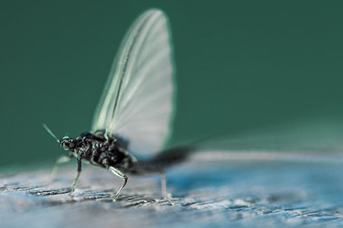 Excited Open Mouthed Mayfly Watches Sunrise (Blue Tint)