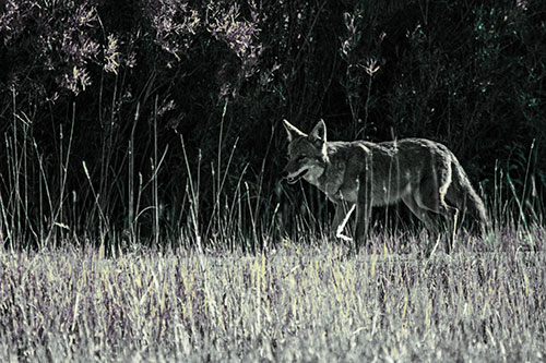 Exhausted Coyote Strolling Along Sidewalk (Blue Tint Photo)