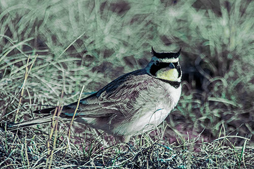 Eye Contact With A Horned Lark (Blue Tint Photo)
