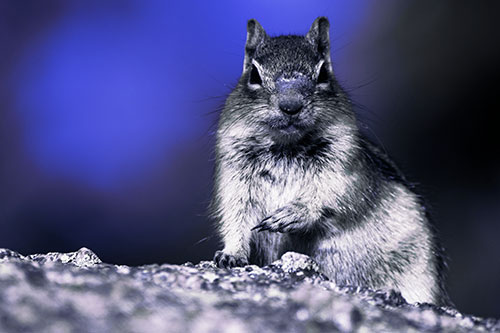 Eye Contact With Wild Ground Squirrel (Blue Tint Photo)