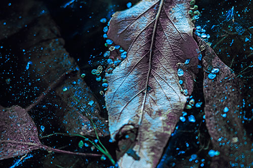 Fallen Autumn Leaf Face Rests Atop Ice (Blue Tint Photo)
