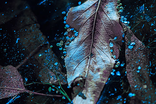 Fallen Autumn Leaf Face Rests Atop Ice (Blue Tint)