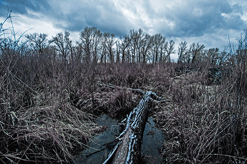 Fallen Snow Covered Tree Log Among Reed Grass (Blue Tint Photo)