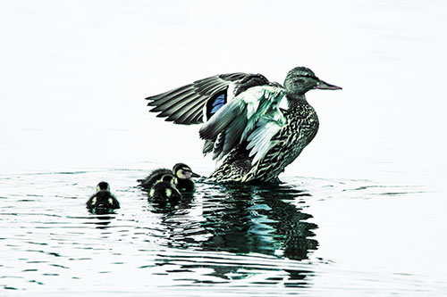 Family Of Ducks Enjoying Lake Swim (Blue Tint Photo)