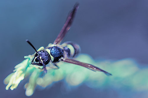 Feisty Wasp Gazes Upwards Among Plant Top (Blue Tint)