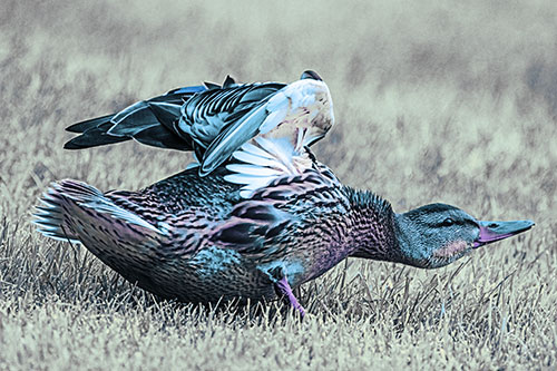 Female Mallard Duck Stretching Among Cut Grass (Blue Tint)