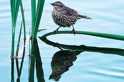 Female Red Winged Blackbird Casts Reflection Atop Bent Water Reed (Blue Tint)