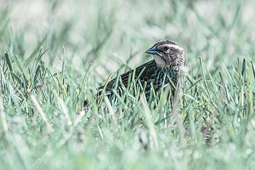 Female Red Winged Blackbird Taking Gander Among Grass (Blue Tint)