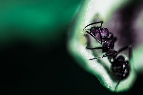 Fire Ant Milking Aphid Among Milkweed Leaf (Blue Tint)