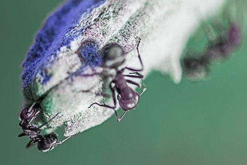 Fire Ants Crawling Among Milkweed Pod (Blue Tint)