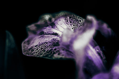 Fish Faced Dew Covered Iris Flower Petal (Blue Tint Photo)