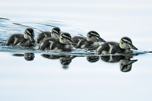 Five Baby Mallard Ducklings Swimming Across Lake Water (Blue Tint)
