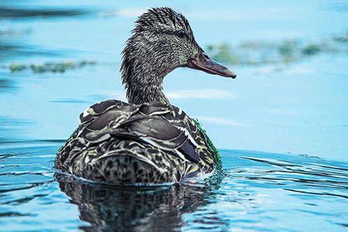 Floating Female Mallard Duck Glancing Sideways (Blue Tint Photo)