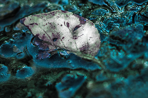 Floating Leaf Face Smirking Among Algae (Blue Tint Photo)