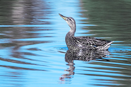 Floating Mallard Duck Watches Dragonfly Buzzing Above (Blue Tint)