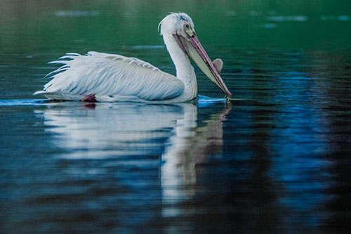 Floating Pelican Reflection Among Lake Water (Blue Tint)