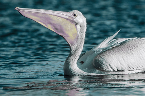 Floating Pelican Swallows Fishy Dinner (Blue Tint Photo)