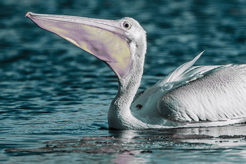 Floating Pelican Swallows Fishy Dinner (Blue Tint)