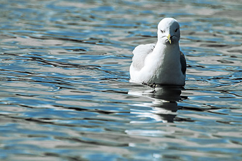 Floating Seagull Making Direct Eye Contact (Blue Tint)