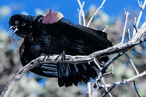 Fluffy Red Winged Blackbird Singing Among Curving Branch (Blue Tint)