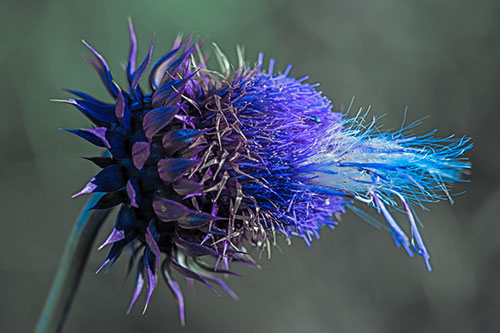 Fluffy Spiked Bug Eyed Thistle Face (Blue Tint Photo)