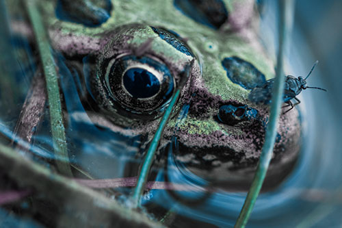 Fly Standing Atop Leopard Frogs Nose (Blue Tint Photo)