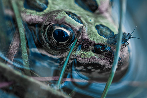 Fly Standing Atop Leopard Frogs Nose (Blue Tint)