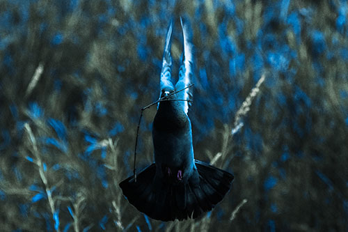 Flying Pigeon Carries Stick In Mouth (Blue Tint Photo)