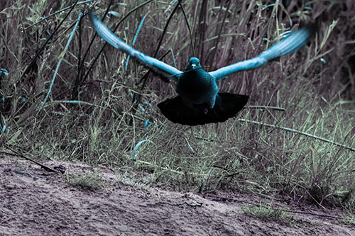 Flying Pigeon Collecting Nest Sticks (Blue Tint Photo)